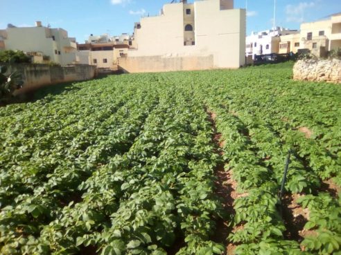 Santé aardappelen op Malta